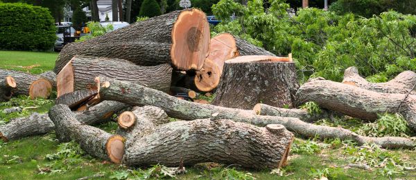 Cost of Large Tree Removal in Fort Walton Beach
