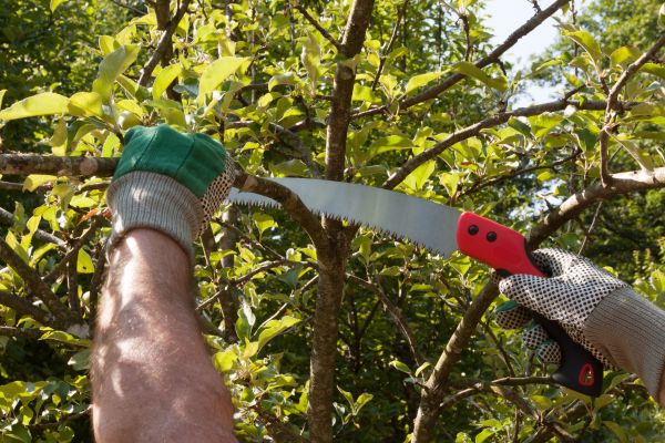 Cost of Small Tree Removal in Fort Walton Beach