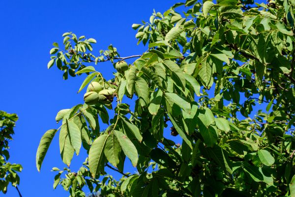 Cost of Walnut Tree Removal in Fort Walton Beach