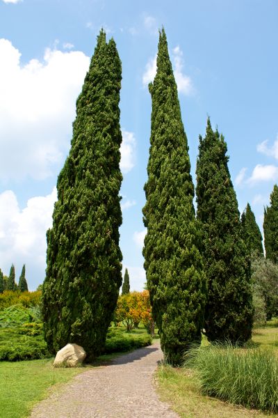 Cost of Cypress Tree Removal in Fort Walton Beach