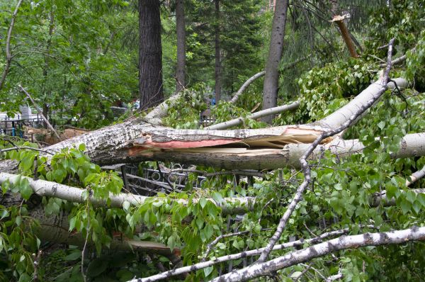 Cost of Birch Tree Removal in Fort Walton Beach