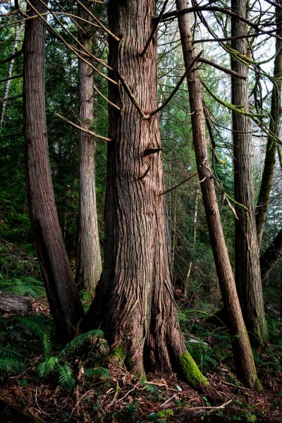 Cost of Cedar Tree Removal in Fort Walton Beach