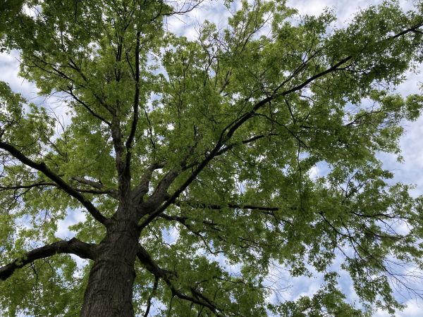Cost of Oak Tree Removal in Fort Walton Beach