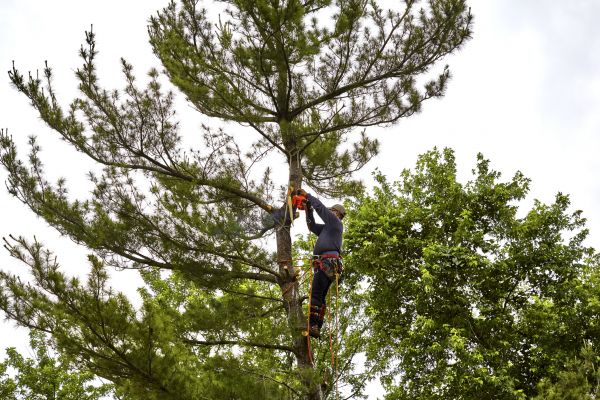 Cost of Pine Tree Removal in Fort Walton Beach