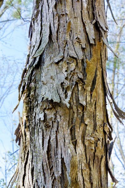Cost of Hickory Tree Removal in Fort Walton Beach
