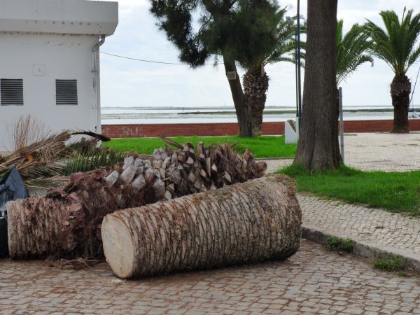 Cost of Palm Trees Removal in Fort Walton Beach