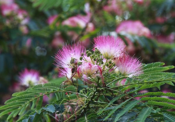 Cost of Mimosa Tree Removal in Fort Walton Beach