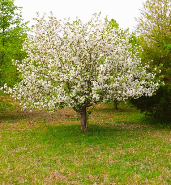 Cost of Dogwood Tree Removal in Fort Walton Beach