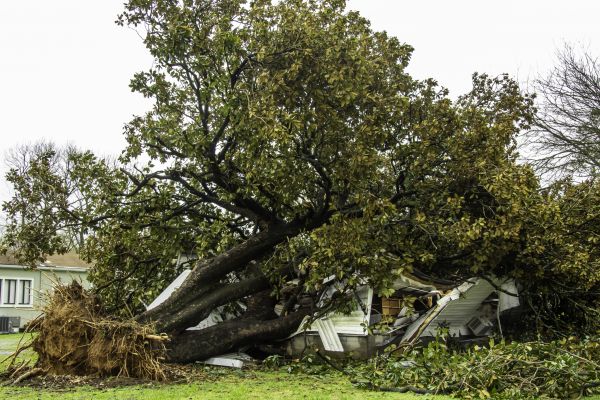 Cost of Fallen Tree Removal in Fort Walton Beach